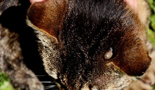 the top of a dark brown cat's head with a tick visible near its ear